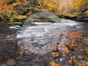 Gravel with fallen leaves. Autumn mountain river banks. Gravel and fresh green mossy boulders on banks with colorful leaves.