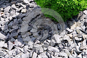 Close-up in the rock garden with ornamental gravel and a green plant