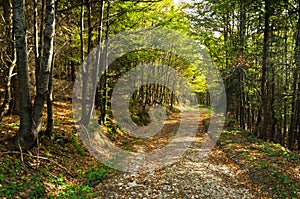 Gravel mountain road thru forest at Bobija mountain