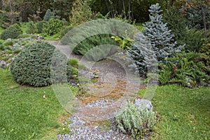 Gravel path among coniferous plants