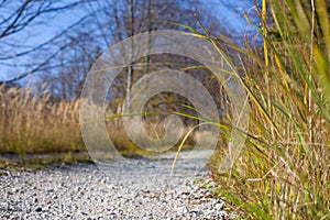 A gravel path in a forest lined with grass