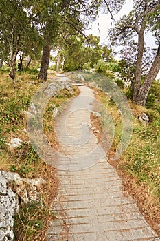 Gravel path in forest near Adriatic sea.