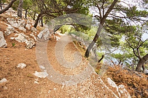 Gravel path in forest near Adriatic sea.