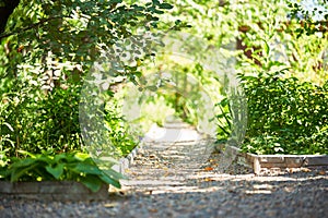 Gravel path in garden on summer day.