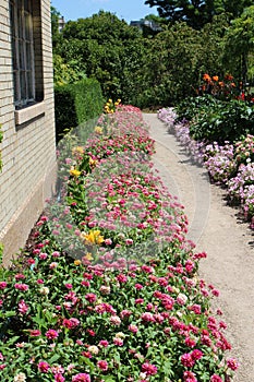 A Gravel Path Lined with Pink Zinnias, Pink and White Petunias and Canna lilies