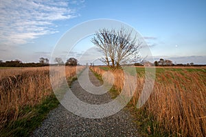 Gravel path. Rural path through farmland Norfolk UK