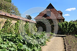 A gravel path with very healthy looking rhubarb plants growing in the kitchen garden of an old English country manor house