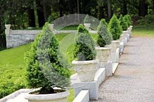 Gravel pathway with dwarf pine trees