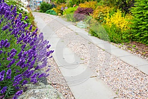 A gravel pathway between formal beds of lavender