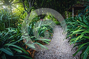 Gravel pathway with plants in the botanical garden, Menton, France