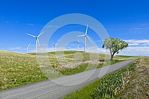 Gravel roaad and a tree near windmills