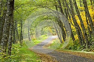 Gravel road through arched trees over road in fall along Old Cascade Highway