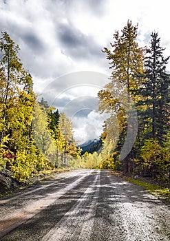 Gravel road in the autumn forest. Sunbeams over yellow trees.