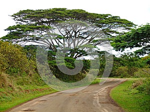 Gravel road and big tree on Rapa Nui