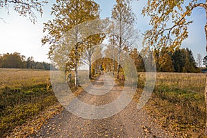Gravel road with birches. Converging lines in the horizon. Autumn landscape