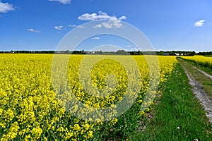 gravel road through colorful yellow fields canola fields