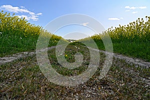 gravel road through colorful yellow fields canola fields