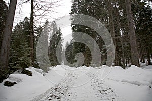 Gravel road covered with snow in a forest 