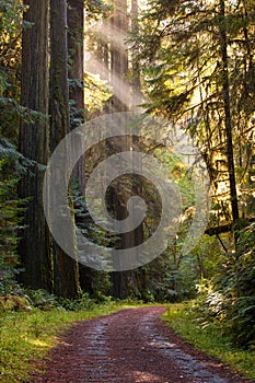 Gravel road curve through redwood forest, rays of sun light photo
