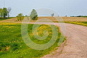 Gravel Road with Dandelions and a Cornfield