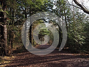 Gravel Road Disappearing Into Green Forest