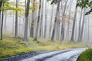 Gravel Road through Foggy Wilderness