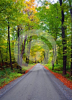 Gravel road through forest