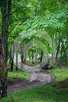 Gravel Road in a Forest