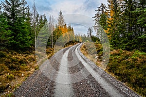 Gravel road through a forest in fall