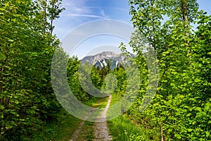 Gravel road through the green forest on a beautiful day, blue sky with white clouds and mountain peak in the background