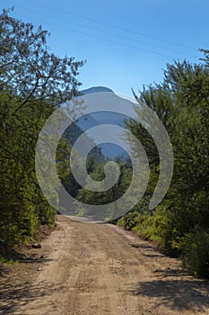 Gravel road between high green trees