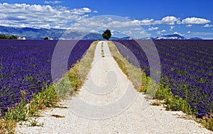 Gravel road through Lavender Field