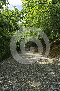 Gravel road leading into an alley of trees. Shadows and sun spots on the road. Blue sky and clouds are visible