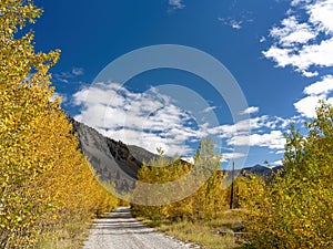 Gravel road leads through autumn tree