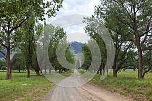 Gravel road lined with trees