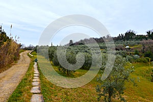 Gravel road next to a olive grove at Strunjan