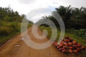 Gravel road at oil palm plantation