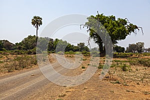 Gravel road and palm tree near Pafuri