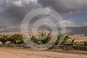Gravel road, palm trees and mountains, Fuerteventura