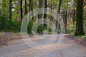 Gravel road in a park with fresh green colored forest trees and plants on the sides