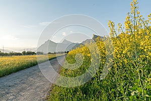 Gravel road parting a rapeseed canola field and a yellow wildflower meadow with the setting sun disappearing behind a beautiful mo