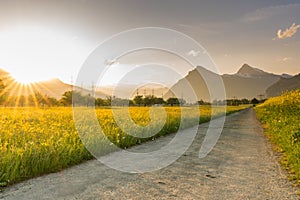 Gravel road parting a rapeseed canola field and a yellow wildflower meadow with the setting sun disappearing behind a beautiful mo