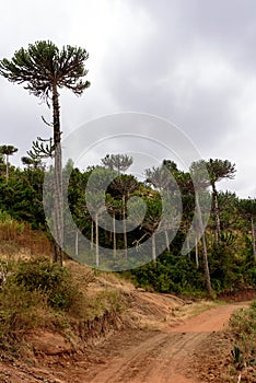 Gravel road into the primary rainforest in the Usambara Mountains