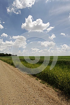 Gravel Road recedes to horizon -rural farming area