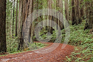 Gravel road through a redwood forest