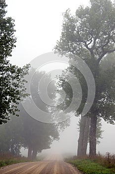 Gravel road sink in misty fog surrounded by trees.