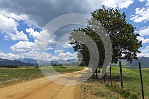 Gravel road to the mountain with trees lining the road