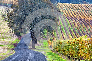 Dundee Hills Vineyards in Oregon