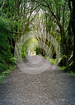 Gravel road between trees