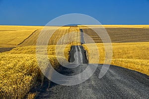 Gravel road through wheat fields